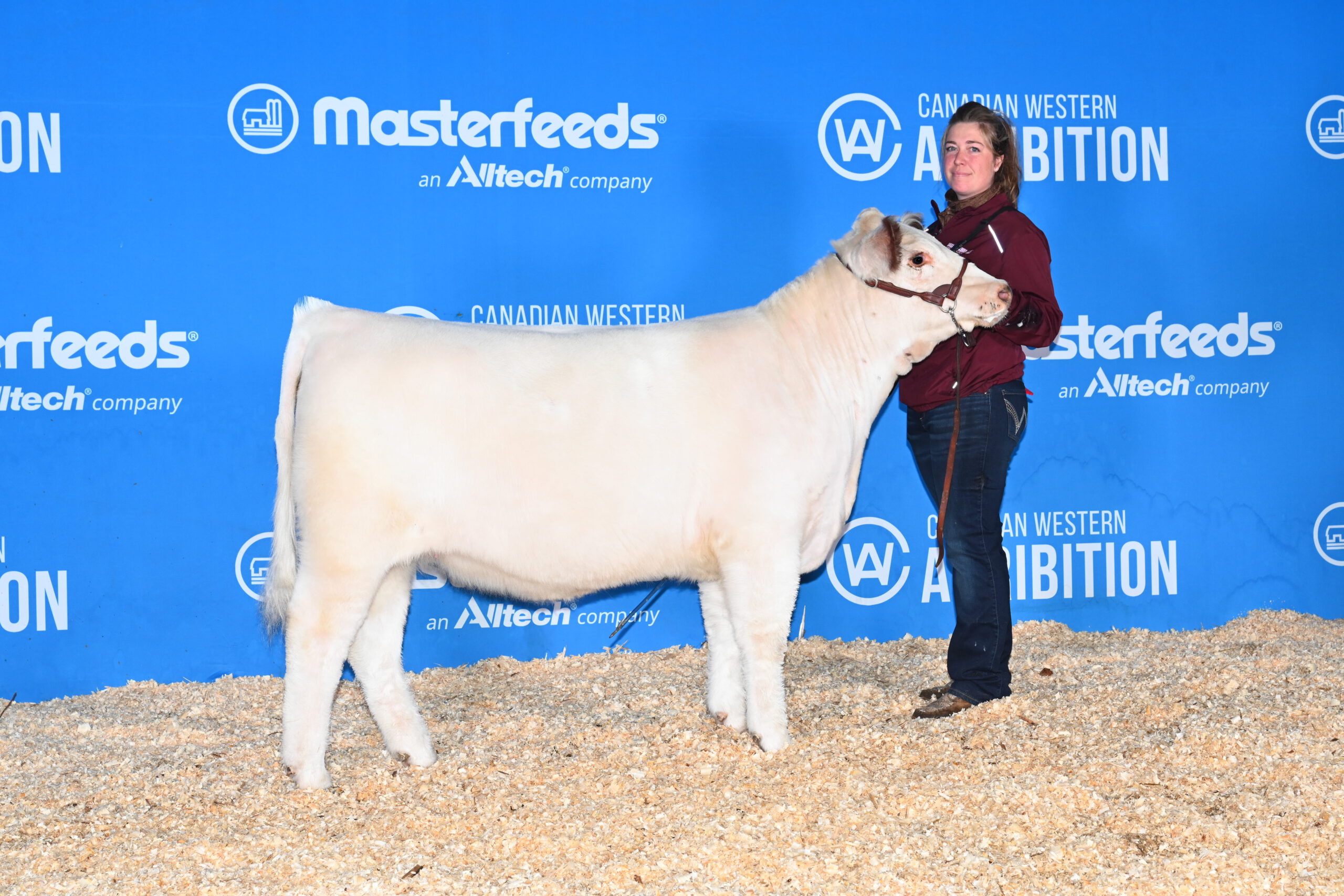 WBL 2L Lingley's Beauty 2L Lingley Livestock
