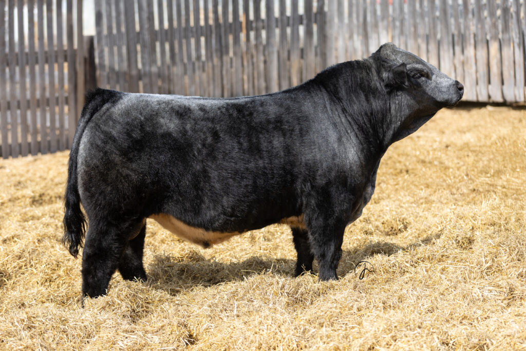Lingley's Memphis Blues 9M Shorthorn Plus Bull