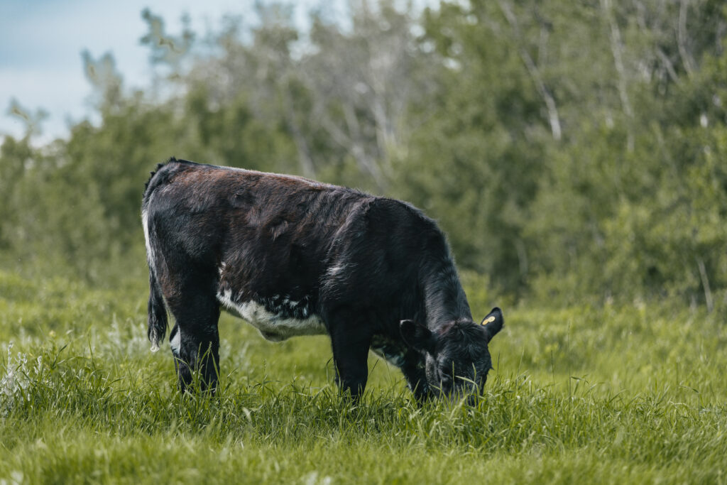 Blue Roan Shorthorn Plus Heifer Calf