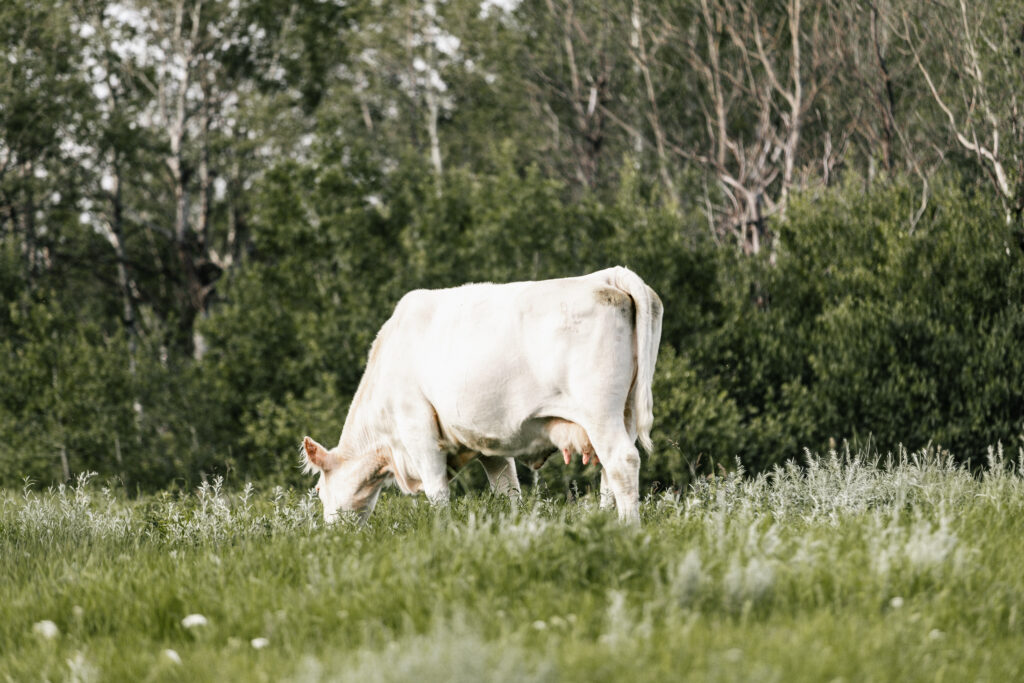 JLD 1D On Pasture Alberta Shorthorn