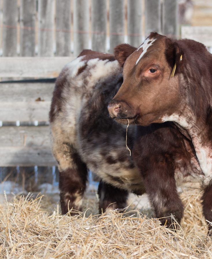 Roan Shorthorn Bull Lingley Livestock