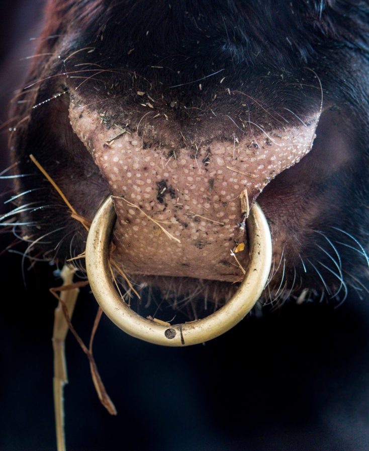 Shorthorn Bull Nose Ring Lingley Livestock