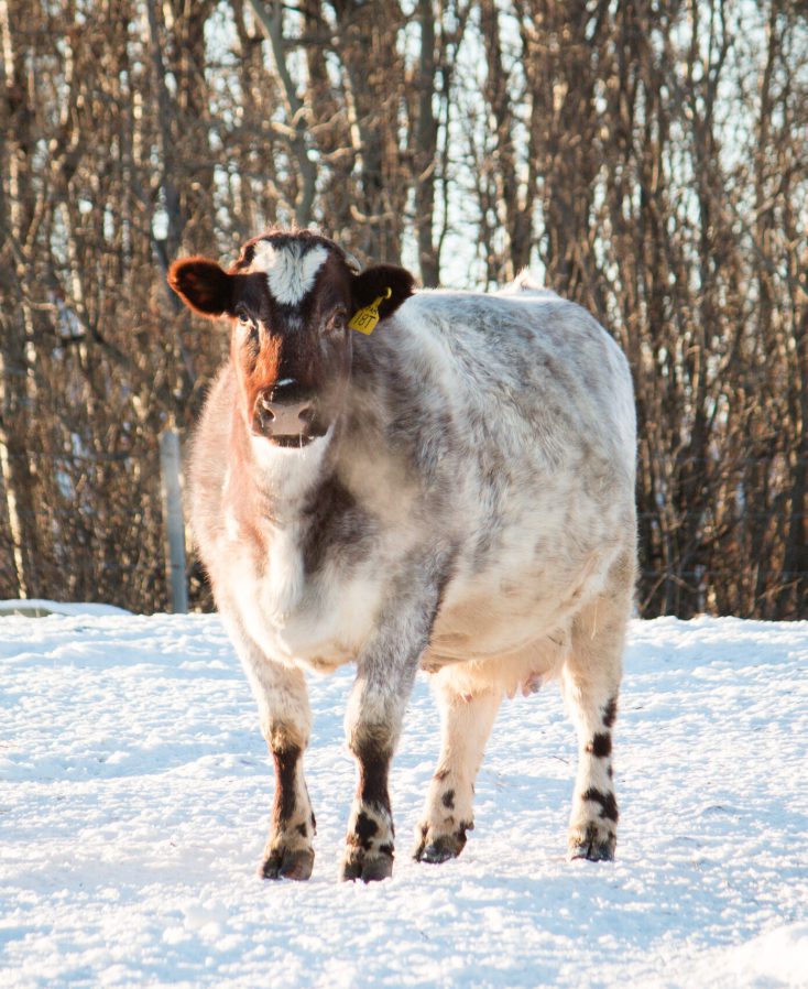 JAM 18T Shorthorn Cow Lingley Livestock